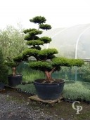 Taxus