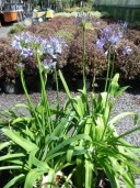 Agapanthus Umb 'Ovatus'    10L