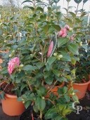 Camellia 'Mrs Tingley'   15l