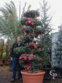 Camellia Bonsai