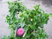 Camellia Jap 'Mrs Tingley' 1,25