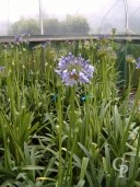 Agapanthus Umb 'Ovatus'