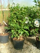 Camellia Japonica 25l