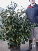 Camellia Japonice 25l