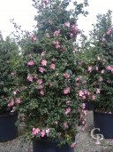 Camellia Sasanguea   1,75  50l