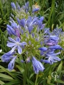 Agapanthus Umb 'Ovatus'