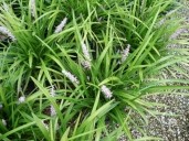 LIRIOPE Muscari 5L