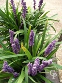 Liriope muscari 'Big Blue'