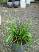 Liriope muscari 'Big Blue'