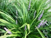 Liriope Muscari 'Big Blue' 5L