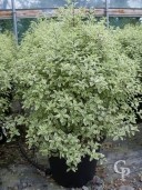 Pittosporum Agrophyllum   1,25   35l