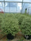 Pittosporum Agrophyllum 110 Wide