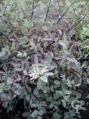 Pittosporum Tenu 'Elizabeth'    5l