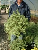 Pittosporum Agrophyllum   5l