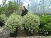 Pittosporum Agrophyllum 35l