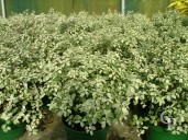 Pittosporum Tenu 'Irene Patterson'  7 5l