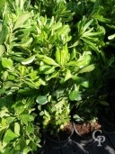 Pittosporum Tobira   3l