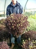 Pittosporum Tenu 'Tom Thumb'   60+ 20l