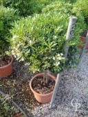 Pittosporum Tobira  Mini-Std  Lv9