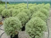 Pittosporum Agrophyllum 20l