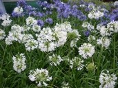 Agapanthus Umbellatus