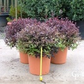 Pittosporum Tenu  'Tom Thumb' 10l