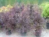 Pittosporum Tenu 'Purpureum'    50