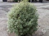 Pittosporum Agrophyllum  1,10  50l