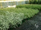 Pittosporum Mix