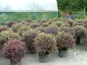 Pittosporum Tenu 'Tom Thumb'   25l