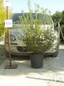 Pittosporum Heterophyllum  100-125cm 25l