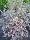 Pittisporum  Tenu 'Elizabeth' 20l