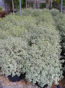 Pittosporum Agrophyllum