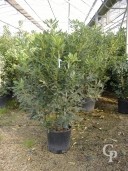 Pittosporum Tobira 15l