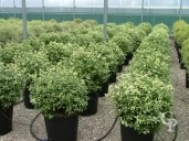 Pittosporum Tenu 'Irene Patterson'    35l