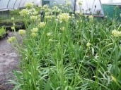 Agapanthus 'Albus' 10Ltr