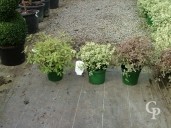 Pittosporum  5l