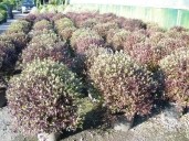 Pittosporum Tenu 'Tom Thumb' 1,00 Extra Ball