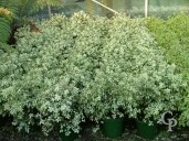 Pittosporum Tenui 'Irene Patterson'   5l