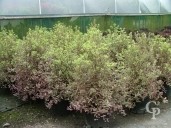 Pittosporum Tenu 'Elizabeth'