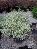 Pittosporum Agrophyllum   20l