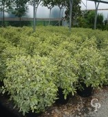 Pittosporum Eug 'Variegata'  20l