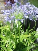 Agapanthus 'Ovatus'