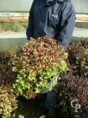 Pittosporum Tenu 'Tom Thumb' 7 5l