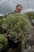 Pittosporum Agrophyllum   35l