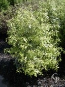 Pittosporum Eug 'Variegata'