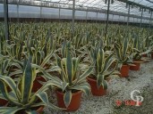 Agave Amer 'Variegata' LV20