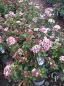 Viburnum Tinus 'Lisa Rose' 5Ltr