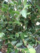 Camellia 'Transnokoensis' 