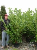 Prunus Laurocerasus 'Rotundifolia'  